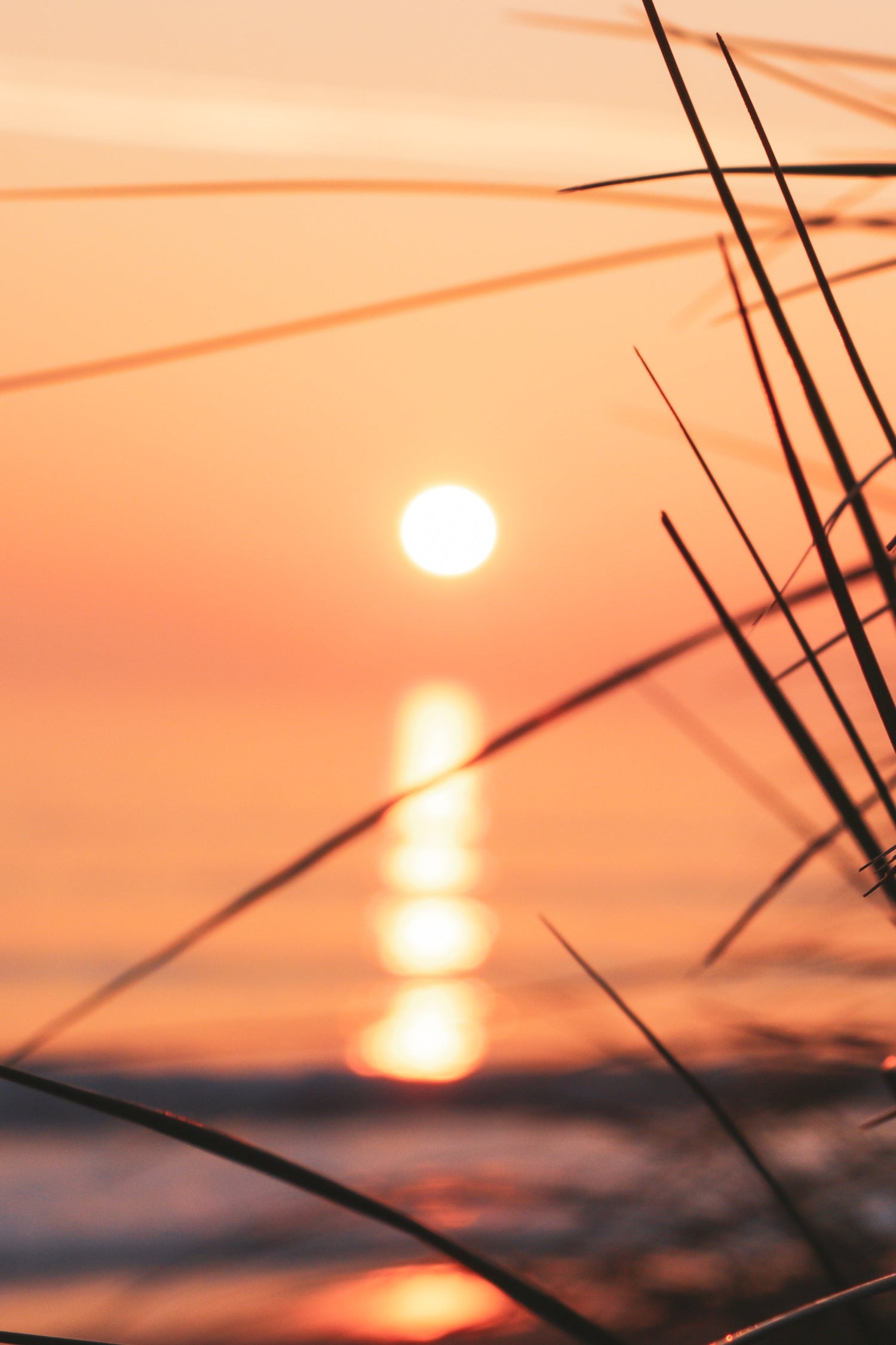 COLLECTION MONTAGNEUSE